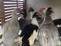 duck-for-sale-in-jaffna-small-0