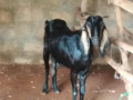 goat-for-sale-in-jaffna-small-1