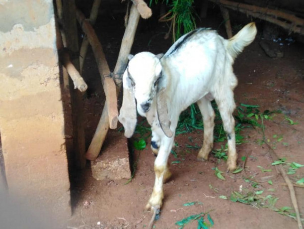 goat-for-sale-in-jaffna-big-0