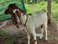 5-goats-for-sale-in-jaffna-small-4