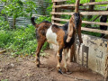 5-goats-for-sale-in-jaffna-small-1