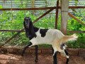 5-goats-for-sale-in-jaffna-small-2