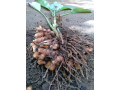 turmeric-seeds-for-sale-in-vavuniya-jaffna-small-0