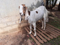 goats-for-sale-in-jaffna-small-0