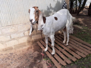 Goats for sale in jaffna
