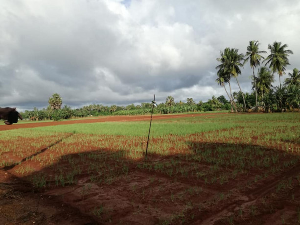 land-for-sale-in-urelu-jaffna-big-2