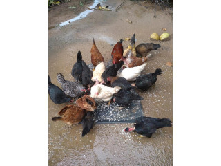 Country hen sale in kilinochchi