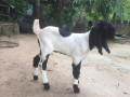 goats-for-sale-in-jaffna-achchuveli-small-1