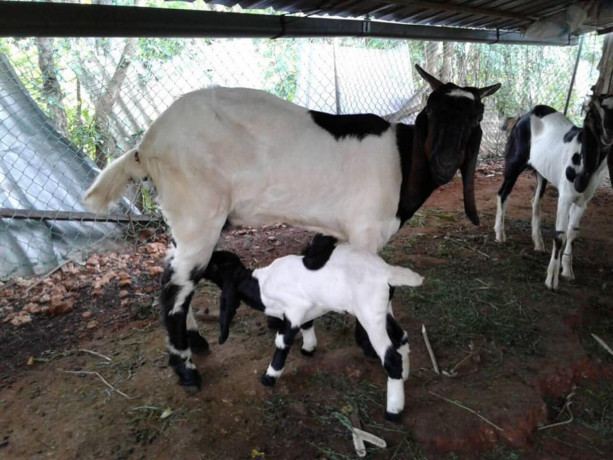 goats-for-sale-in-jaffna-achchuveli-big-0