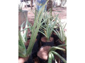 aloevera-for-sale-in-jaffna-small-0