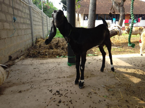 goats-for-sale-in-jaffna-big-2
