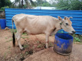cow-sale-in-jaffna-kuppilan-small-1