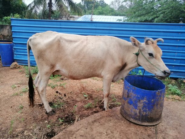 cow-sale-in-jaffna-kuppilan-big-1