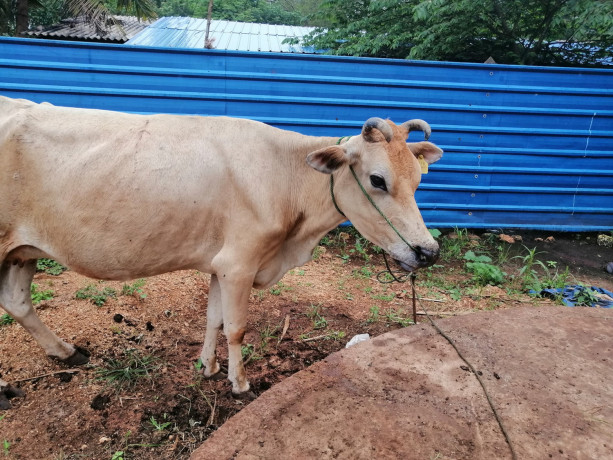 cow-sale-in-jaffna-kuppilan-big-0