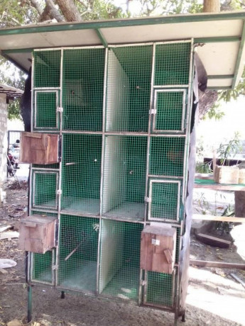 all-kind-of-pets-cages-making-in-jaffna-big-2
