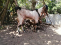 two-goats-for-sale-small-1