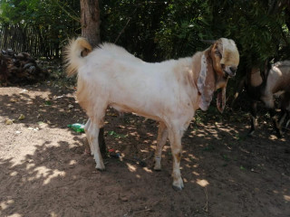 Two Goats for sale