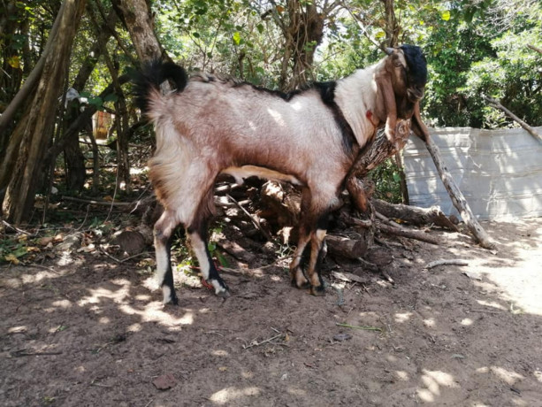 two-goats-for-sale-big-1