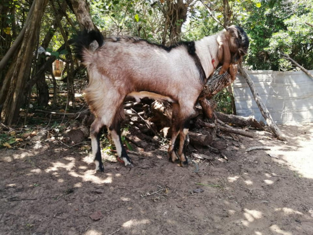 two-goats-for-sale-big-3
