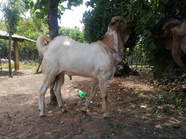 two-goats-for-sale-big-2