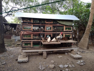 Cage for sale with quails