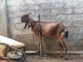 Goats for sale in jaffna