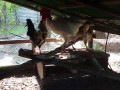 country-hen-sale-in-jaffna-small-2