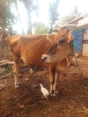 cow-sale-in-jaffna-big-0