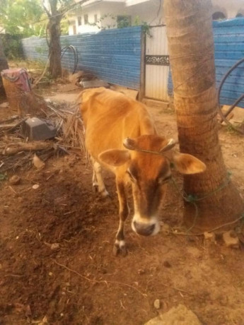 cow-sale-in-jaffna-big-2
