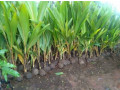 coconut-tree-plant-for-sale-small-0