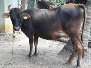 Cow sale in jaffna