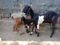 goats-for-sale-in-jaffna-small-3