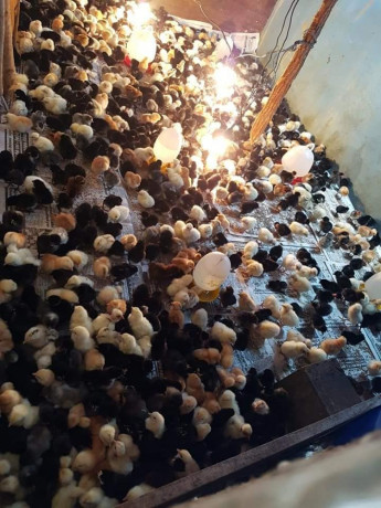 one-day-chicken-for-sale-in-jaffna-big-1