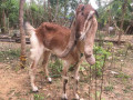 goats-for-sale-in-jaffna-tholpuram-small-0