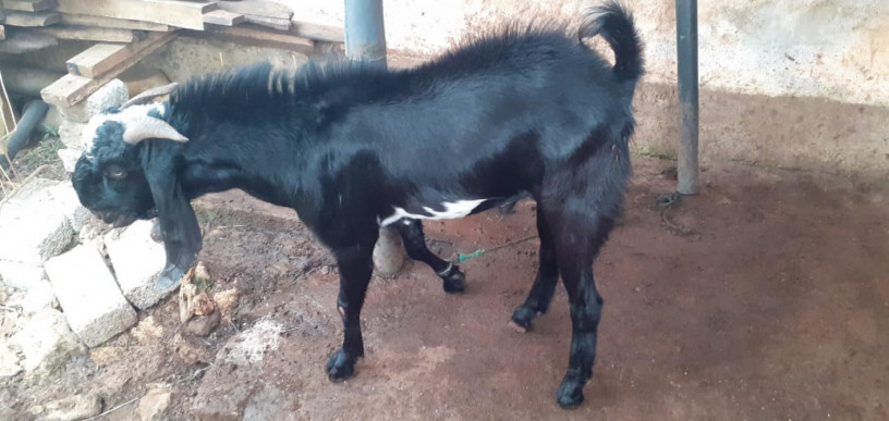 goats-for-sale-in-jaffna-big-1