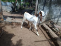goats-for-sale-in-jaffna-small-1