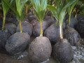 coconut-tree-plant-for-sale-in-jaffna-small-2
