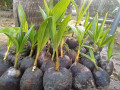 coconut-tree-plant-for-sale-in-jaffna-small-1