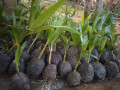 coconut-tree-plant-for-sale-in-jaffna-small-0