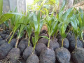 coconut-tree-plant-for-sale-in-jaffna-small-3