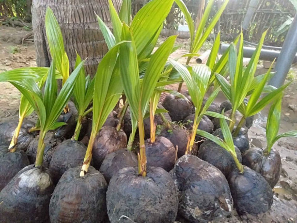 coconut-tree-plant-for-sale-in-jaffna-big-1