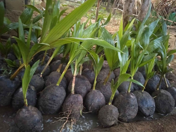 coconut-tree-plant-for-sale-in-jaffna-big-0