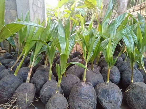 coconut-tree-plant-for-sale-in-jaffna-big-3