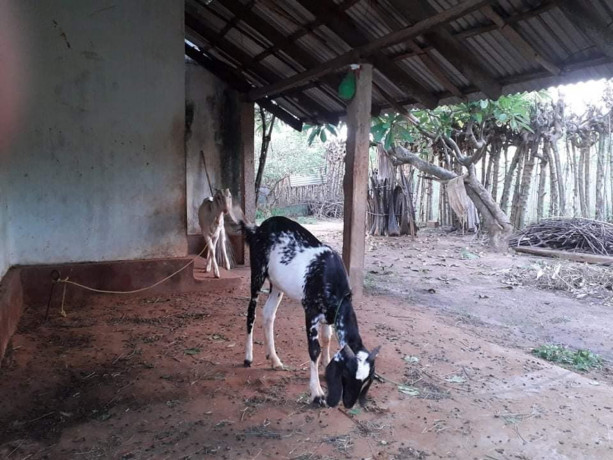goats-for-sale-in-jaffna-big-3