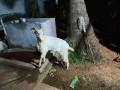 sanan-goat-for-sale-in-jaffna-small-3