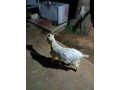 sanan-goat-for-sale-in-jaffna-small-1