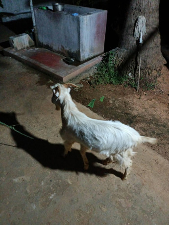 sanan-goat-for-sale-in-jaffna-big-1