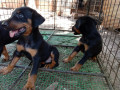 doberman-puppy-sale-in-jaffna-small-0