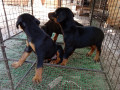 doberman-puppy-sale-in-jaffna-small-1