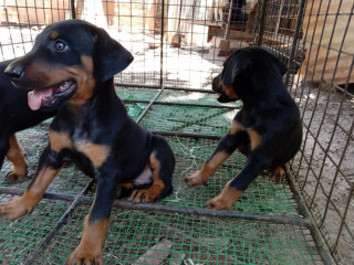 Doberman puppy sale in jaffna
